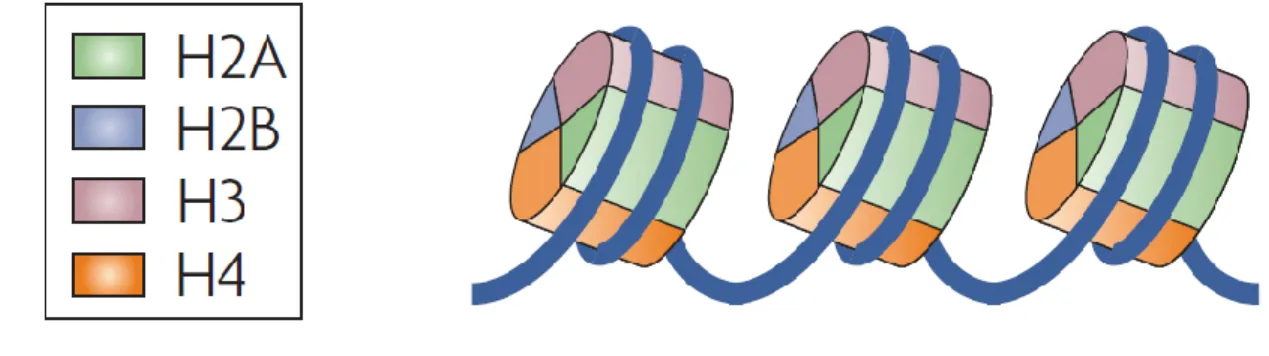 Figure 1.12 : Structure de la chromatine.  