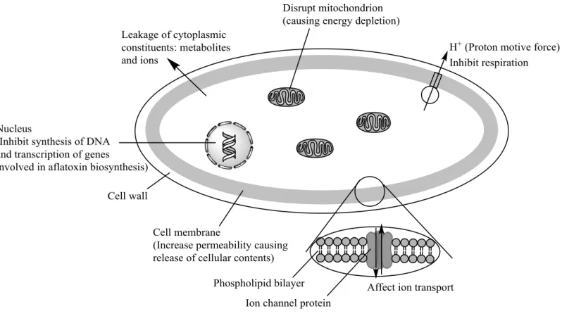 Figure 1.2. Major sites of action for EO components on fungal cell 