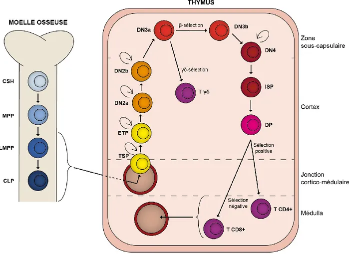 Figure 1.1  Développement des lymphocytes T de la moëlle osseuse au thymus  