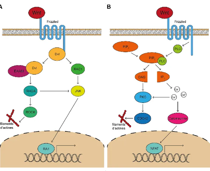 Figure 2.2  Voies de signalisation non-canonique de Wnt : PCP et Ca 2+ 