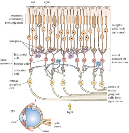 Figure 2.3 – Microscopic structure of the retina.(https://ib − bioplans.wikispaces.com)
