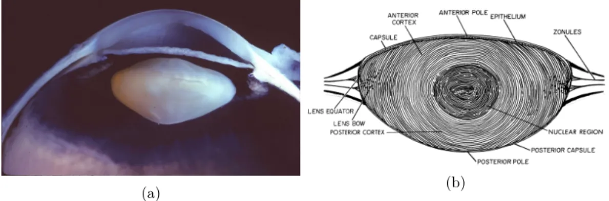 Figure 2.6 – Lens: a) Lateral view; b) Diagram of its internal structure.