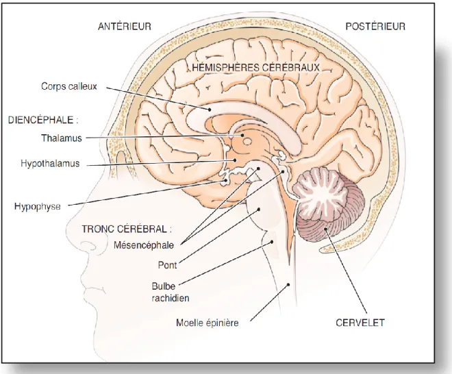 Figure  2.  Schéma  d’une  coupe  longitudinale  d’un  cerveau  humain.  L’encéphale  est  composé  du  cerveau,  du  diencéphale,  du  tronc  cérébral  et  du  cervelet