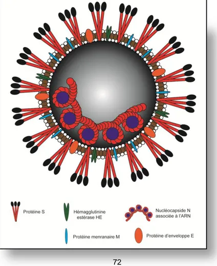 Figure 11. Représentation du virion des Coronaviridae. Le génome viral est associé aux protéines  de la nucléocapside (N) formant ainsi la capside virale