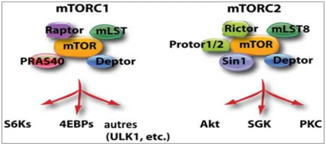 Figure 6. Schéma illustrant les éléments des deux complexes mTOR i.e. mTORC1 et  mTORC2