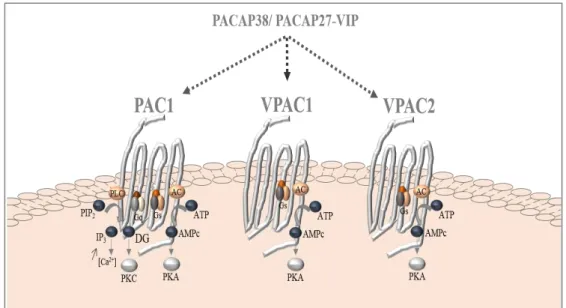 Figure 10. Représentation schématique des récepteurs du PACAP : PAC1, VPAC1 et  VPAC2 