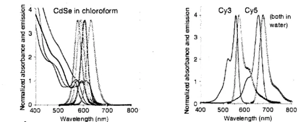 Figure 2.4 Spectres d'absorption et d'emission de points quantiques de CdSe et de  fluorophores organiques Cy3 et Cy5, absorption (lignes) et emission (symboles), couleur en  fonction de la taille de la particule (bleu &lt; vert &lt; noir &lt; rouge) [Resc