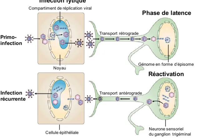 Figure 1.1 : Étapes de l'infection par le VHS-1.  