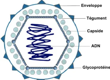 Figure 1.2 : Structure du VHS-1. Adaptée de (Novak &amp; Peng, 2005). 