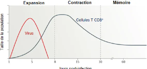 Figure  1.4  :  Cinétique  d'une  réponse  des  cellules  T  CD8 +   spécifiques  lors  d’une  infection  virale  primaire