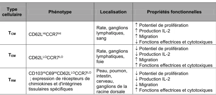 Tableau 1.3 : Caractéristiques des différentes sous-populations de lymphocytes T CD8 +  mémoires  de la souris et de l’homme
