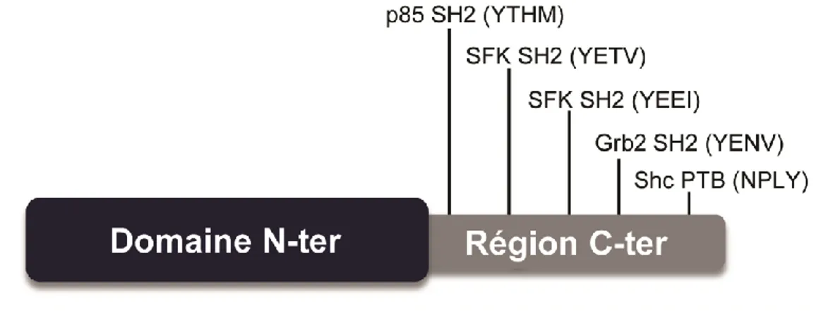 Figure 1.7 : Diagramme schématique de VP11/12. 