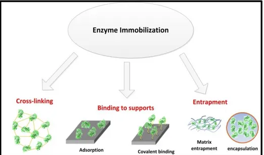 Figure 1: Méthodes d'immobilisation des enzymes 