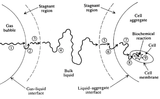Figure 2: Étapes du transfert d'oxygène de la bulle d'air vers la cellule (Doran, 1995)