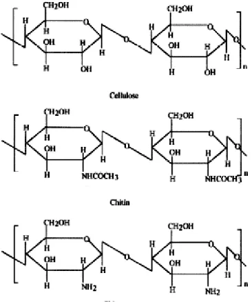 Figure 5 - Structure chimique de la cellulose, de la chitine et du chitosane (Ravi Kumar, 2000) 
