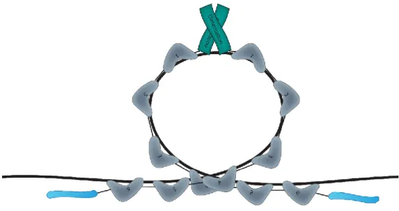 Figure 2 : Représentation de l’ enhancesome .  