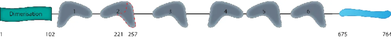 Figure 3 : Représentation de la structure d’UBF. 