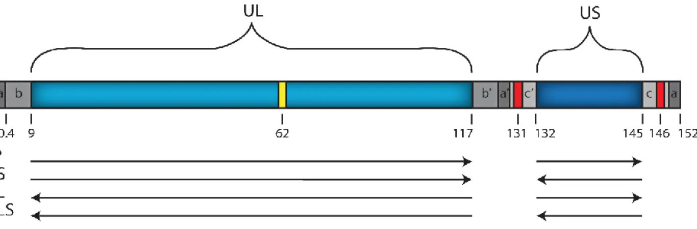 Figure 7 : Schéma du génome viral linéaire. 