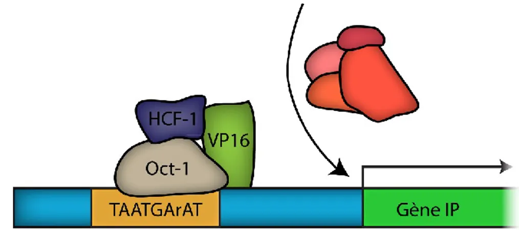 Figure 8 : Activation de la transcription virale immédiate-précoce. 
