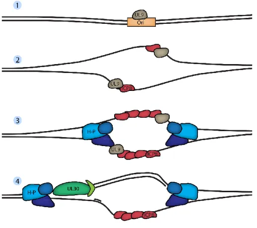 Figure 9 : Schématisation de l’initiation de la réplication du génome viral 