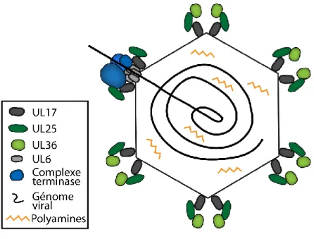 Figure 10 : Encapsidation du génome viral 