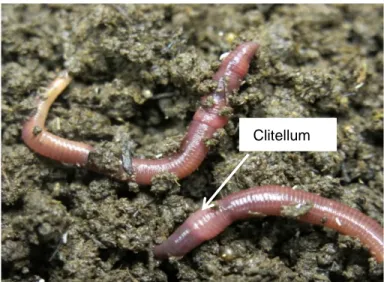 Figure 1.5 Les vers de terre Eisenia andrei adultes. 