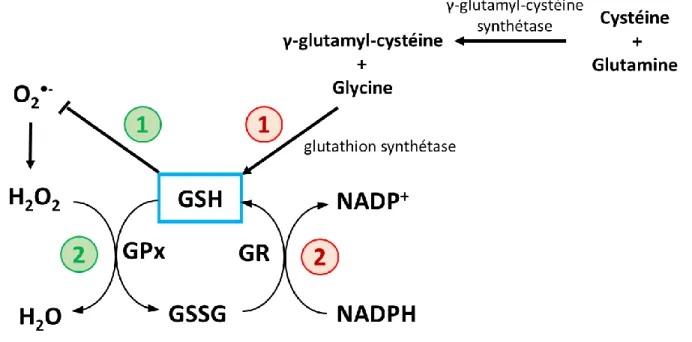 Figure 7. Le système d’antioxydant du glutathion.  