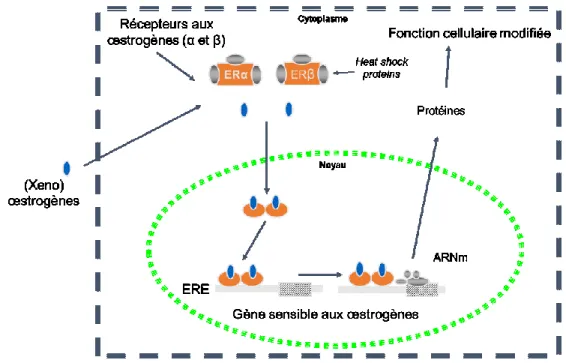 Figure 1- 5. Schématisation générale de l’action, des voies de signalisations et les effets  cellulaires des ERα et ERβ