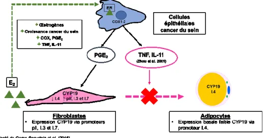 Figure 1- 9. Interaction intercellulaires dans le cancer du sein hormono-dépendant (Bulun et al.,  2012; Krishnan, Swami and Feldman, 2012; Caron-Beaudoin and J