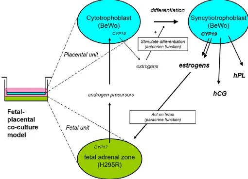 Figure 1- 13. Schéma de la stéroïdogenèse dans le modèle de co-culture féto-placentaire  BeWo/H295R établi (Thibeault et al., 2014)