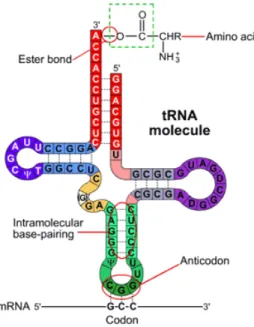 Figure 1.4  Structure de l’ARN de transfert.  
