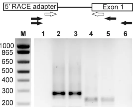 Figure 2.2 L’amplification de l’extrémité 5’ révèle un site d’initiation de la transcription pour Gjb2