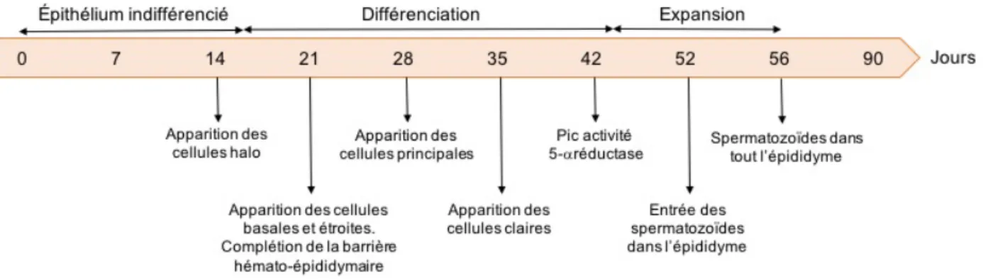 Figure 1.3 Développement postnatal de l'épididyme du rat 