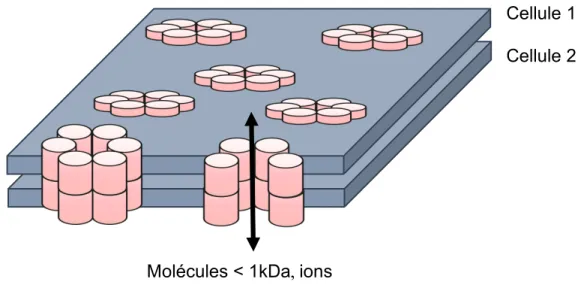 Figure 1. 4 Jonction lacunaire entre deux cellules adjacentes. 