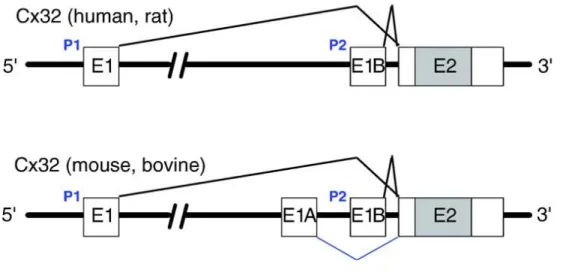 Figure 1.9 Organisation du gène de Gjb1 chez différentes espèces. 