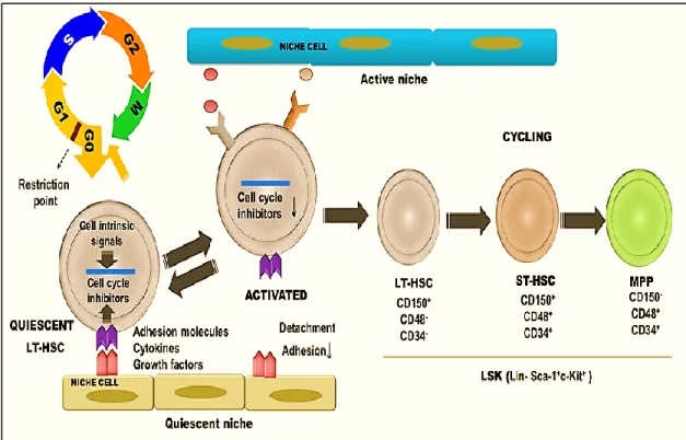 Figure 4. Cycling activity of hematopoietic stem and progenitor cells in mice