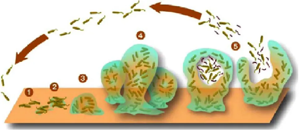 Figure 3  Étapes  de  formation  du  biofilm :  1-  Adsorption;  2-  Immobilisation;  3-  Consolidation ; 4- Colonisation; 5- Érosion et dispersion (Amgar, 2013) 