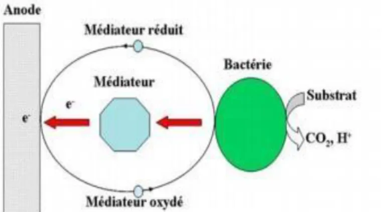 Figure  3  :  Transfert  indirect  des  électrons  entre  les  bactéries  et  l'anode  par  des  médiateurs  d’oxydoréduction lors du procédé ESM (Lovley 2006)  