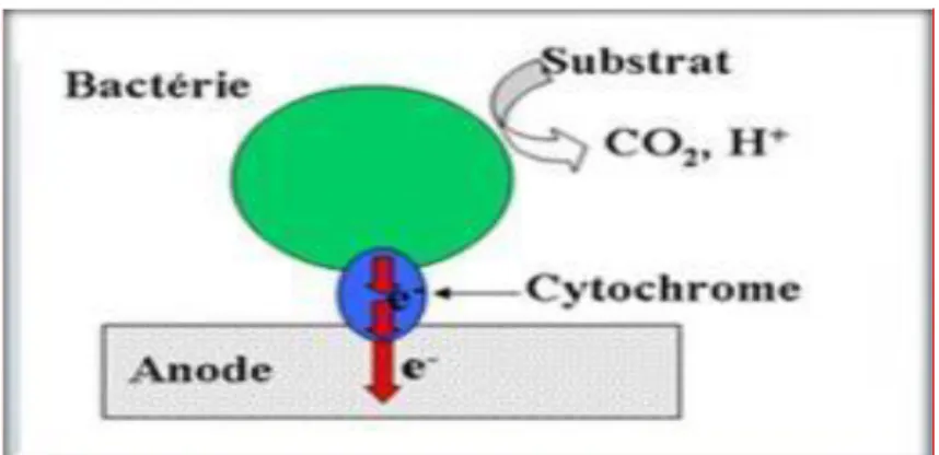 Figure 4. Transfert direct des électrons entre les bactéries et l'anode via un cytochrome lors du  procédé ESM