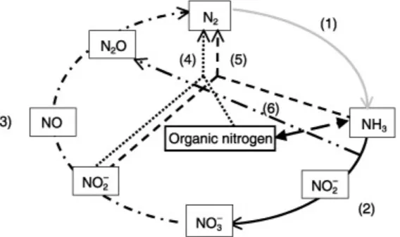 Figure 2.1 : Représentation schématique simplifiée du cycle de l’azote 