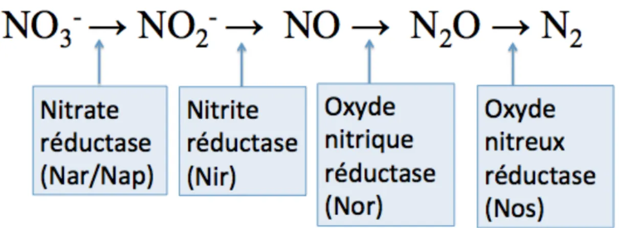 Figure 2.2 : Voie métabolique de la dénitrification 