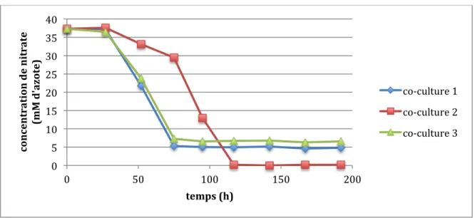 Figure 4.6 : Consommation de nitrate pour chaque réplicat des co-cultures 1 : 5  Des co-cultures des souches NL23 et JAM1 dont le ratio initial d’inoculum était de   1 : 5 (JAM1 : NL23) ont été cultivées pendant près de 200 heures