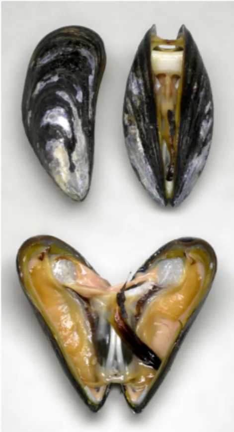 Figure 1.1: Photo illustrant la morphologie extérieure et intérieure d’une moule bleue  (Mytilus edulis)