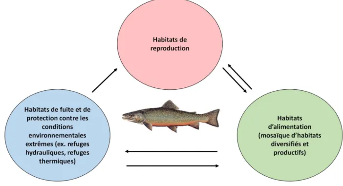 Figure 2. Modèle dynamique des habitats fluviaux de Schlosser. Les poissons utilisent différents  habitats  essentiels  qui  diffèrent  selon  leur  stade  de  vie,  la  période  de  l’année  et  les  conditions  environnementales (adapté de Schlosser, 199