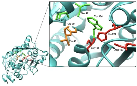 Figure 1.4  Active-site view of the CalB lipase from Pseudozyma antarctica (PDB entry 1TCA)