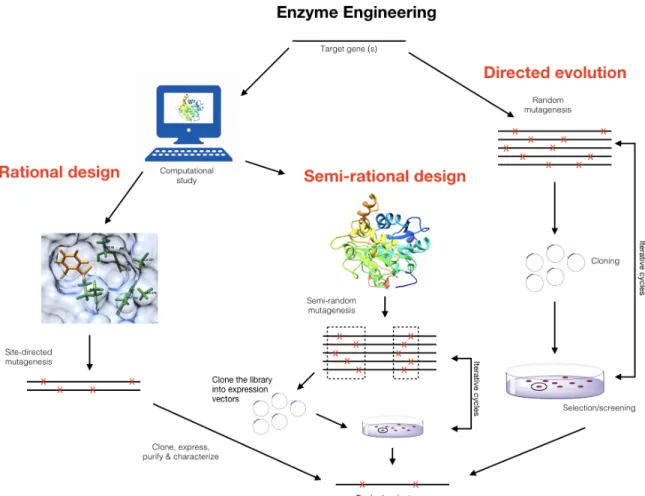 Figure 1.7  Semi-rational  design  is  an  enzyme  engineering  approach  to  access  useful  phenotypes on an accelerated time scale