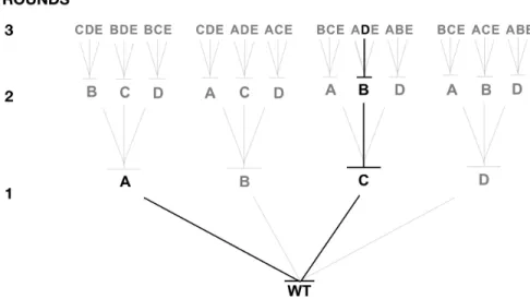 Figure 1.9  Example of Iterative Saturation Mutagenesis strategy (ISM). Four positions (A,B,C  and  D)  of  a  wild  type  protein  (WT)  were  mutated