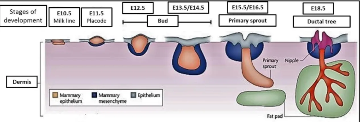 Figure  1)  Embryonic  mammary  gland  development.  Schematic  view  of  pre-natal  mammary  gland  development  (Robinson 2007)