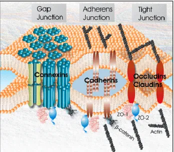 Figure 5) Intercellular junctions. Junctional complexes arranged in a nexus (Laird 2006).