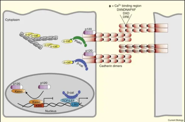 Figure  9)  Schematic  view  of  Adherens  juctions  (AJs).  Cadherin-catenin  complex  organization  and  function  at  the  cell  membrane connected to the actin cytoskeleton